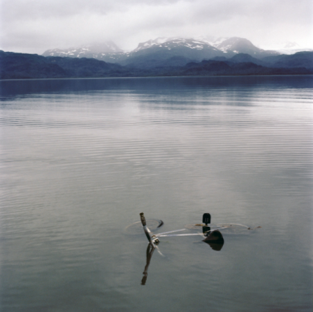 Tod Seelie