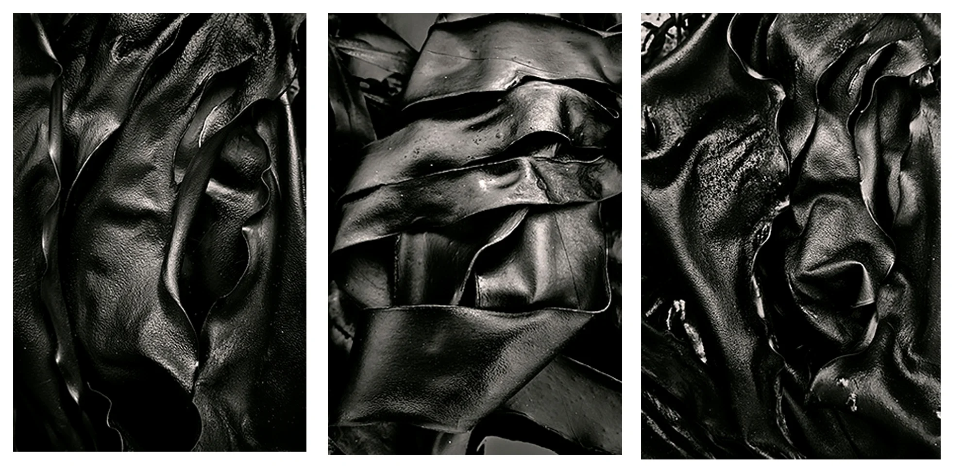 Alan Henriksen, Seaweed Series, 2010-2011