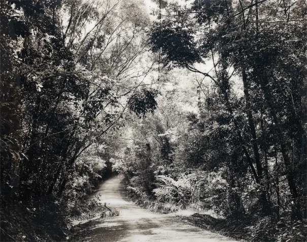 Thomas Struth, Paradise 29, Paradise 8 (Blumfield Track), Daintree, Australia, 1998