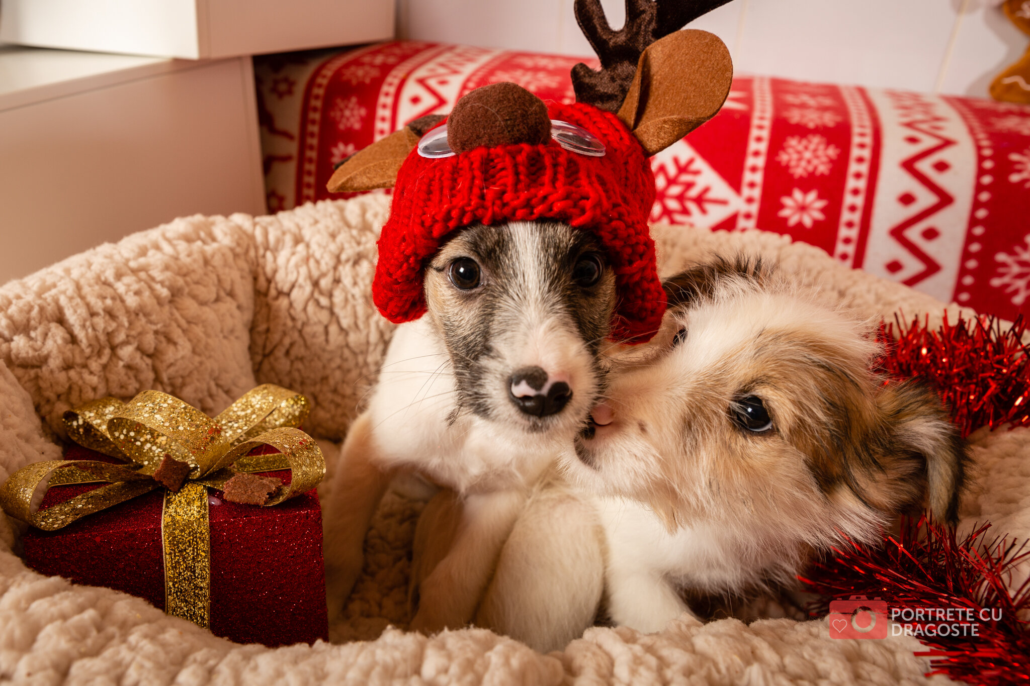 Doggyland Christmas 2019-9827.jpg