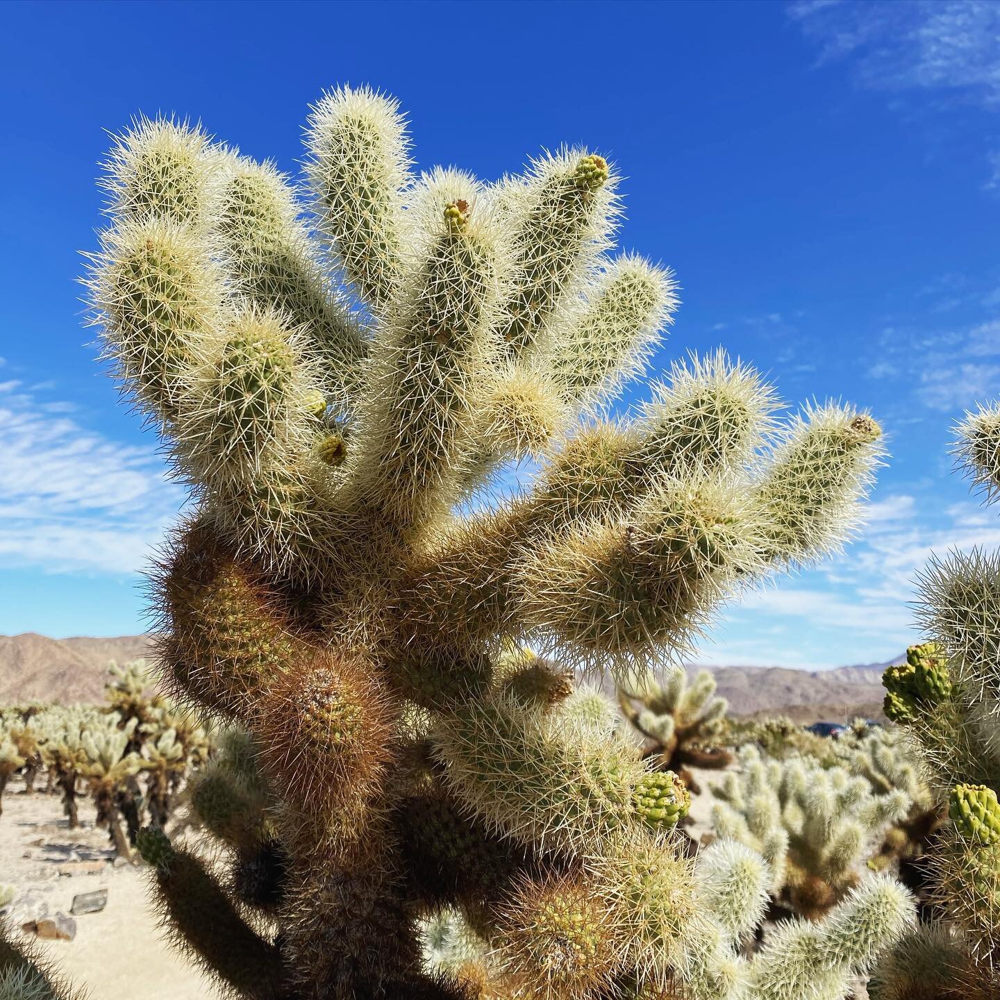 All the heart eyes for sunlight dancing along a field of Cholla.  Missing my desert adventures, but there&rsquo;s no place like home. #california #joshuatreenationalpark #anp #desertvibes #cactus #artistlife #travelogue #prettythings #color #artevery