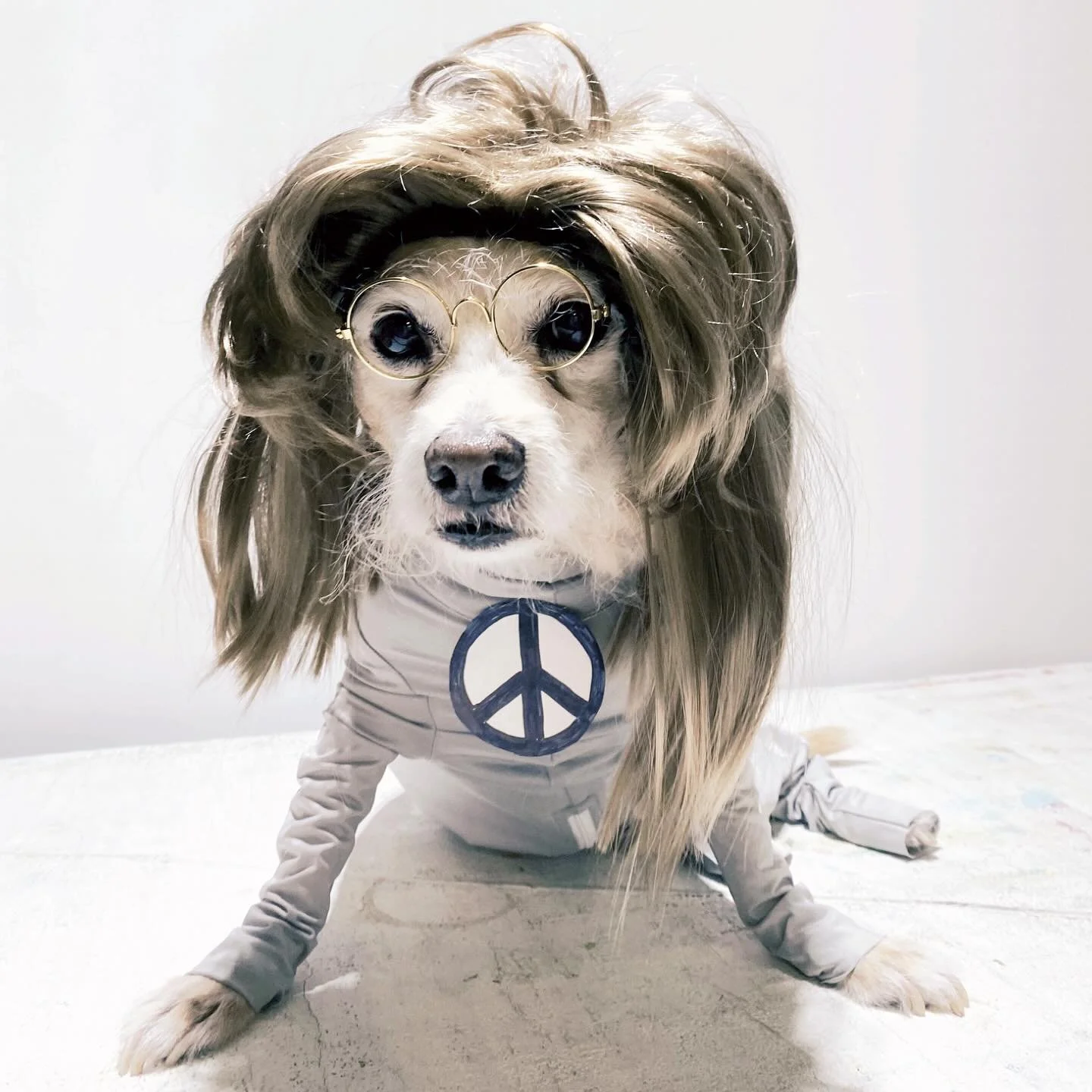 Happy Halloween! #johnlennon #abbeyroad #furbabies #yellowsubmarine #dogsofinstagram #catsofinstagram #themuse #artistlife #prettythings #acreativemind #pumpkins #thebeatles #peace✌️ #teddybear #halloween2026 #herecomesthesun #abbeyroad  #instapet #l