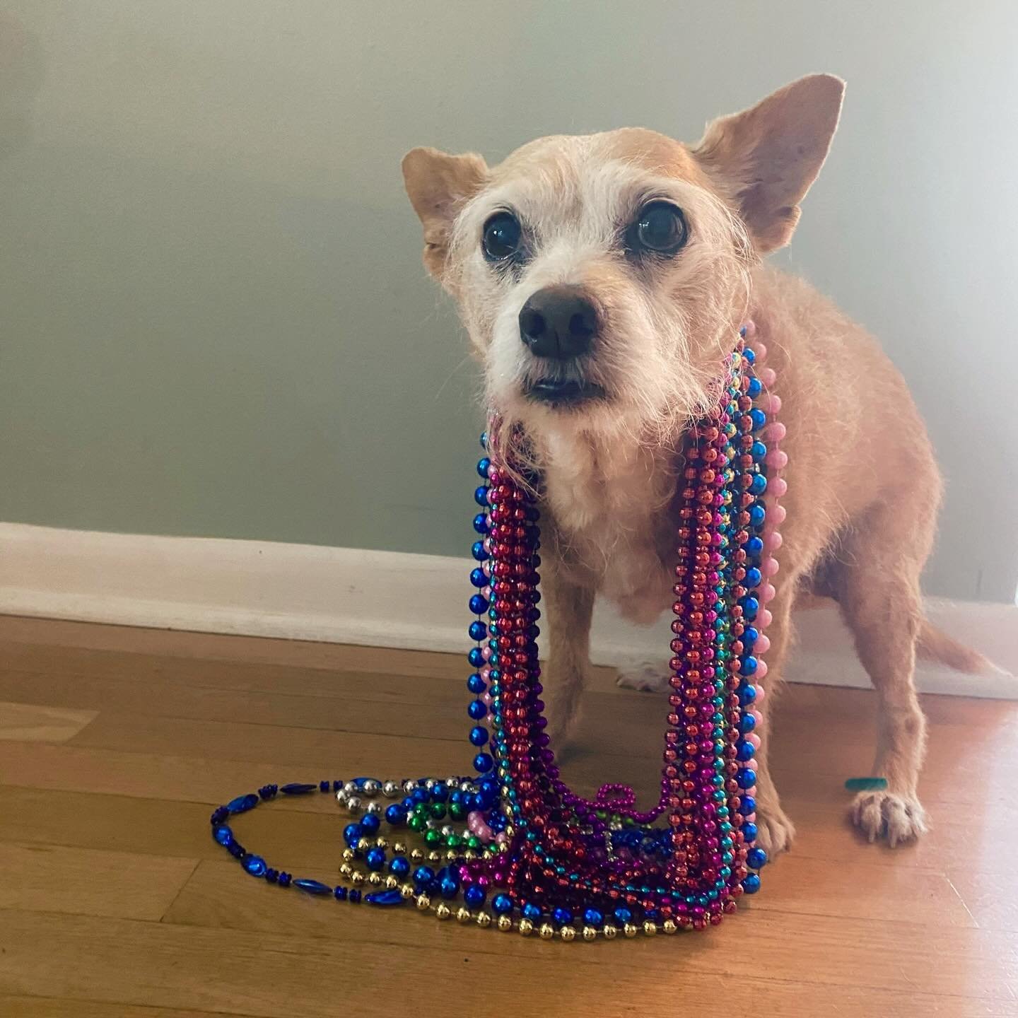 The littlest pirate rocking his swag.  I need to find his pirate hat before the next parade. Aargh! 🏴&zwj;☠️ #gasparilla #dogsofinstagram #beads #artistlife #furbaby