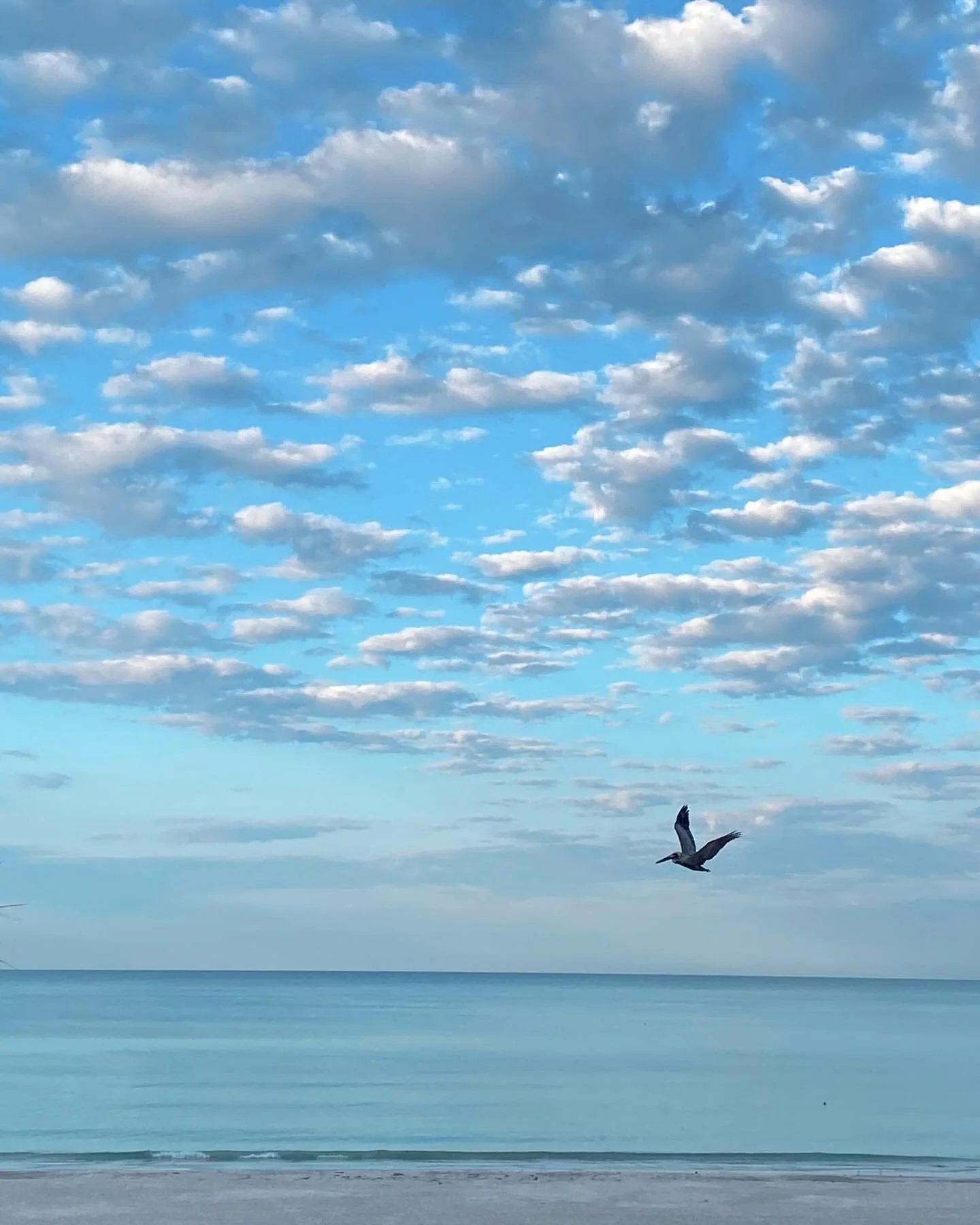 Birds and beach. 10/10, wish you could hear it.  Happy Sunday, y&rsquo;all.☀️#inspo #artistlife #pelican #saltlife #floridaartist