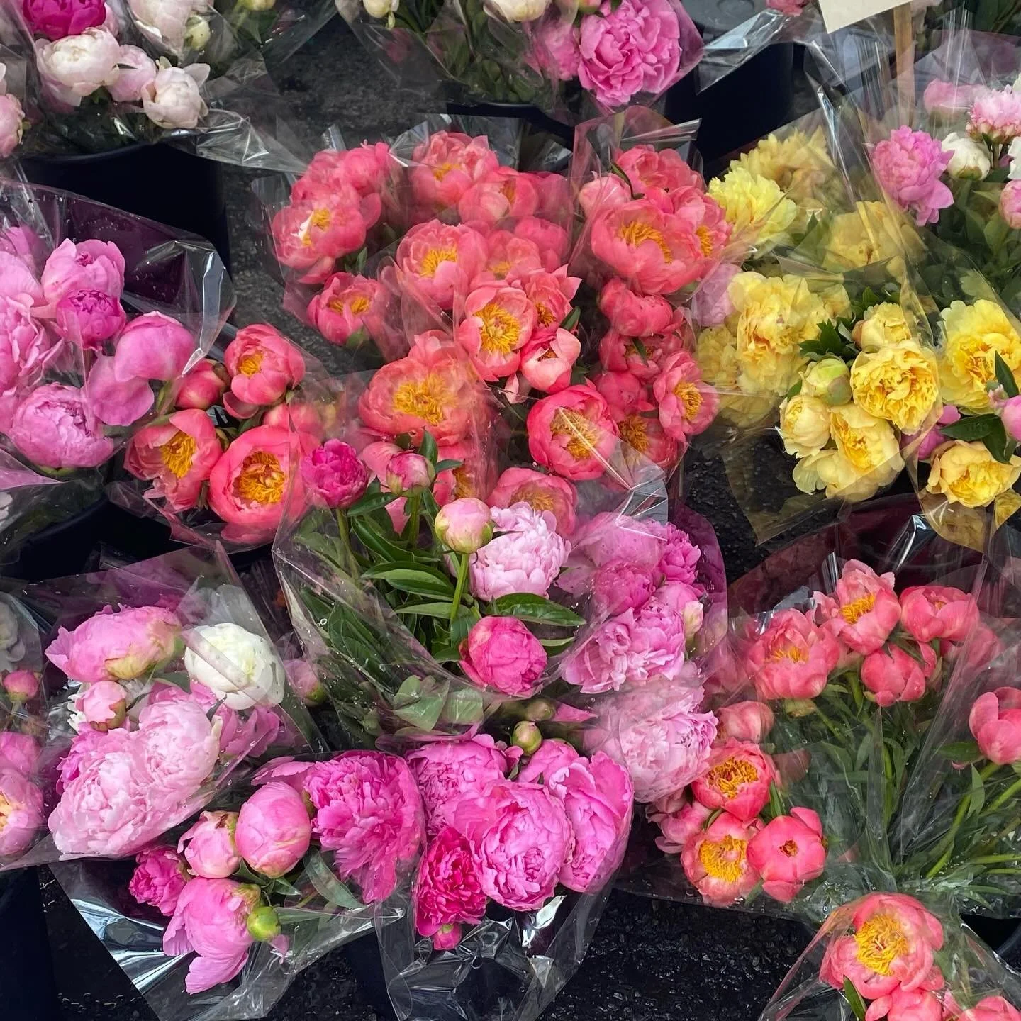 Peonies are the happiest flower.  I enjoy them both as squishy marshmallow buds full of promise and fully-blown blooms in a rainbow of colors.  #farmersmarket #artistlife #inspo #peony #colorjunkie