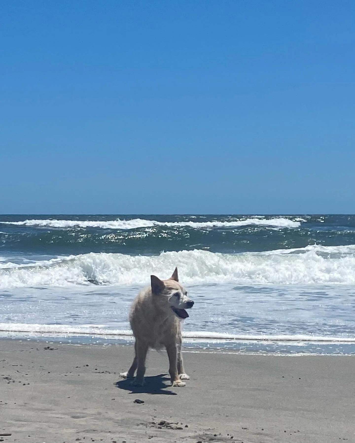 Happy birthday to this bundle of love.  He is an amazing furbaby, snuggler, playmate, roadie, big brother to a gaggle of kittens, and a girl&rsquo;s best friend.  TB came from the side of the road via an antique shop around 3 months old and has been 