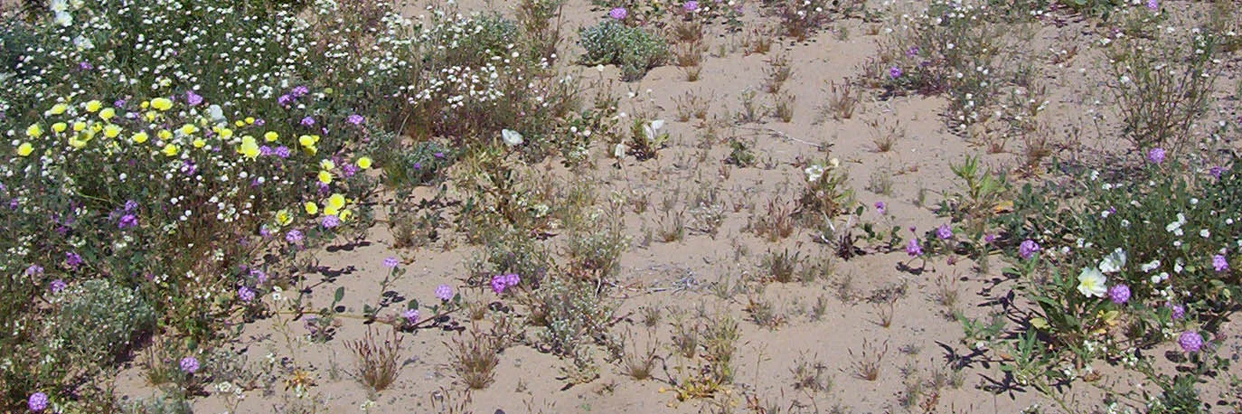 dune flowers 6x2.jpg