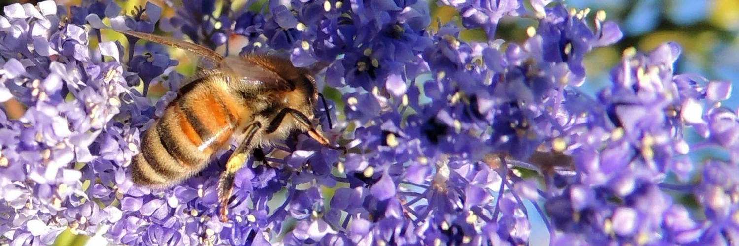 ceanothus bee 6x2.jpg