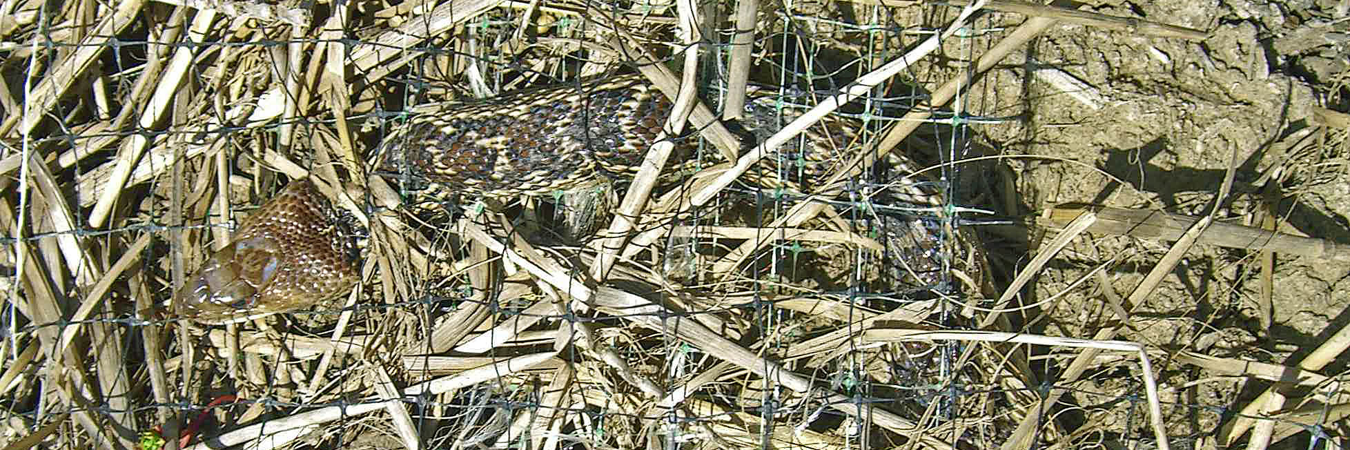 dead gopher snake in netting2.jpg
