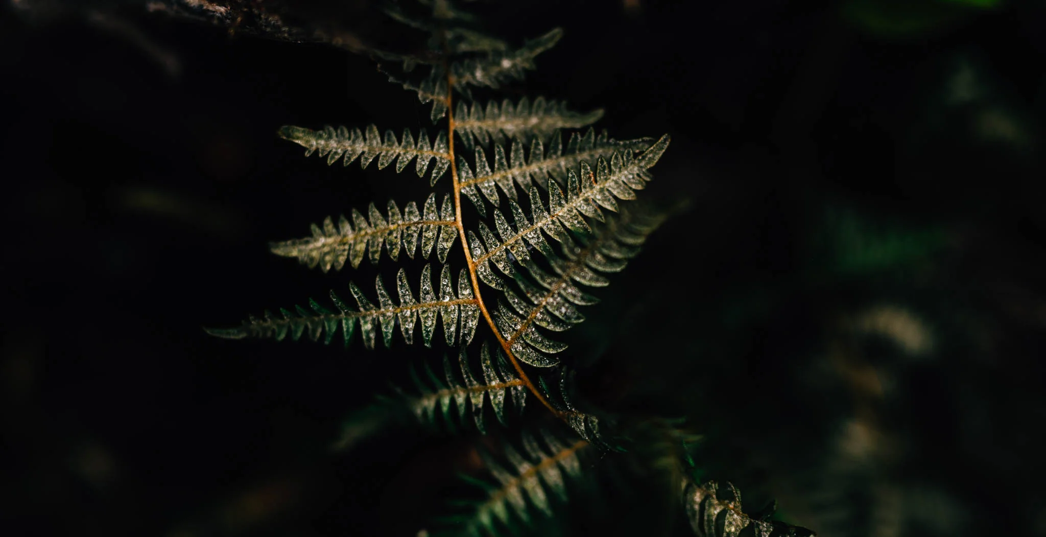 ©The Ryans Photography_Foggy Trails, Oregon-018.jpg