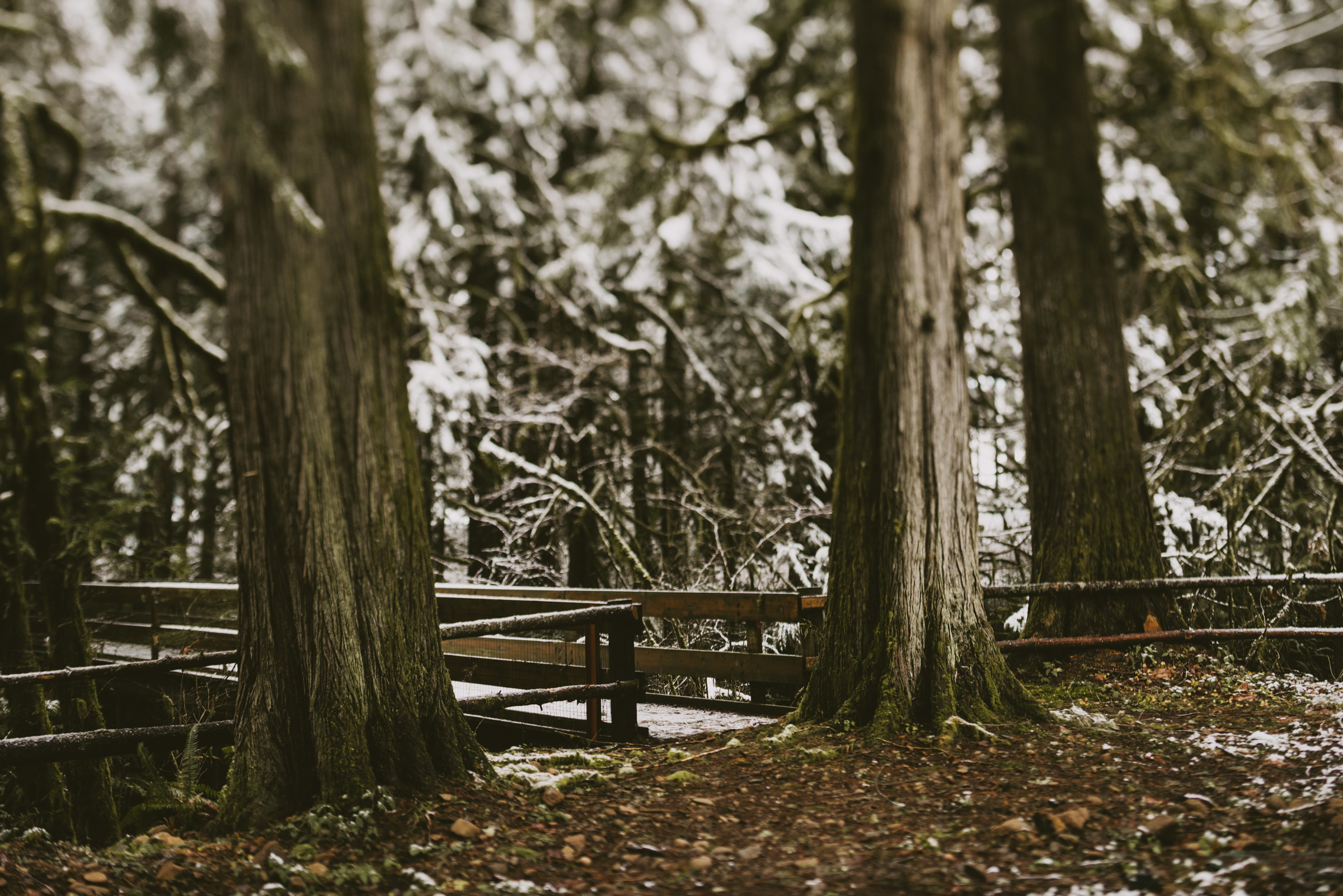 © Isaiah + Taylor Photography - Portland, Oregon Winter Forest Cabin Engagement-3.jpg