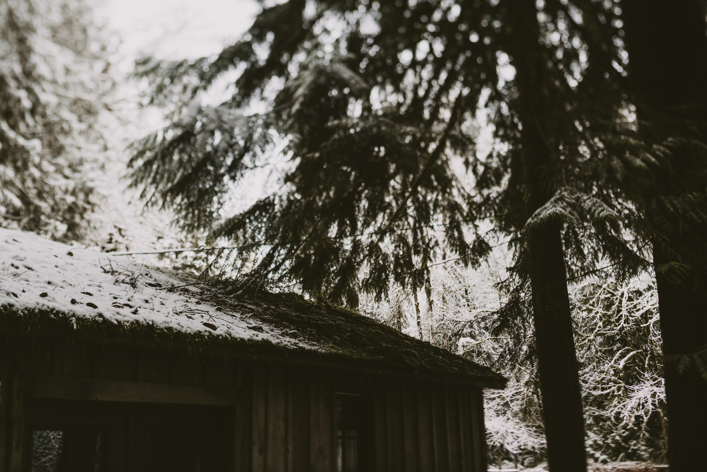 © Isaiah + Taylor Photography - Portland, Oregon Winter Forest Cabin Engagement-4.jpg