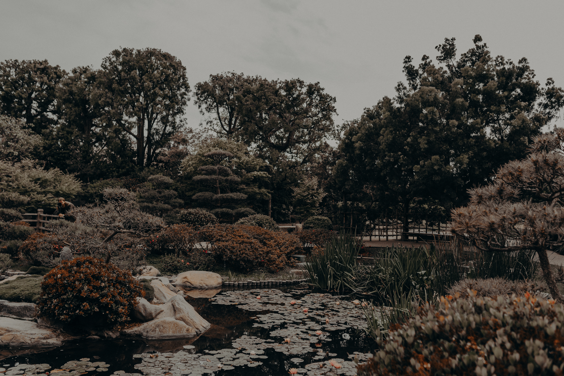 Long Beach Wedding Photographers - Japanese Botanical Garden - Earl Burns Miller - Cal State Long Beach - IsaiahAndTaylor.com-001.jpg