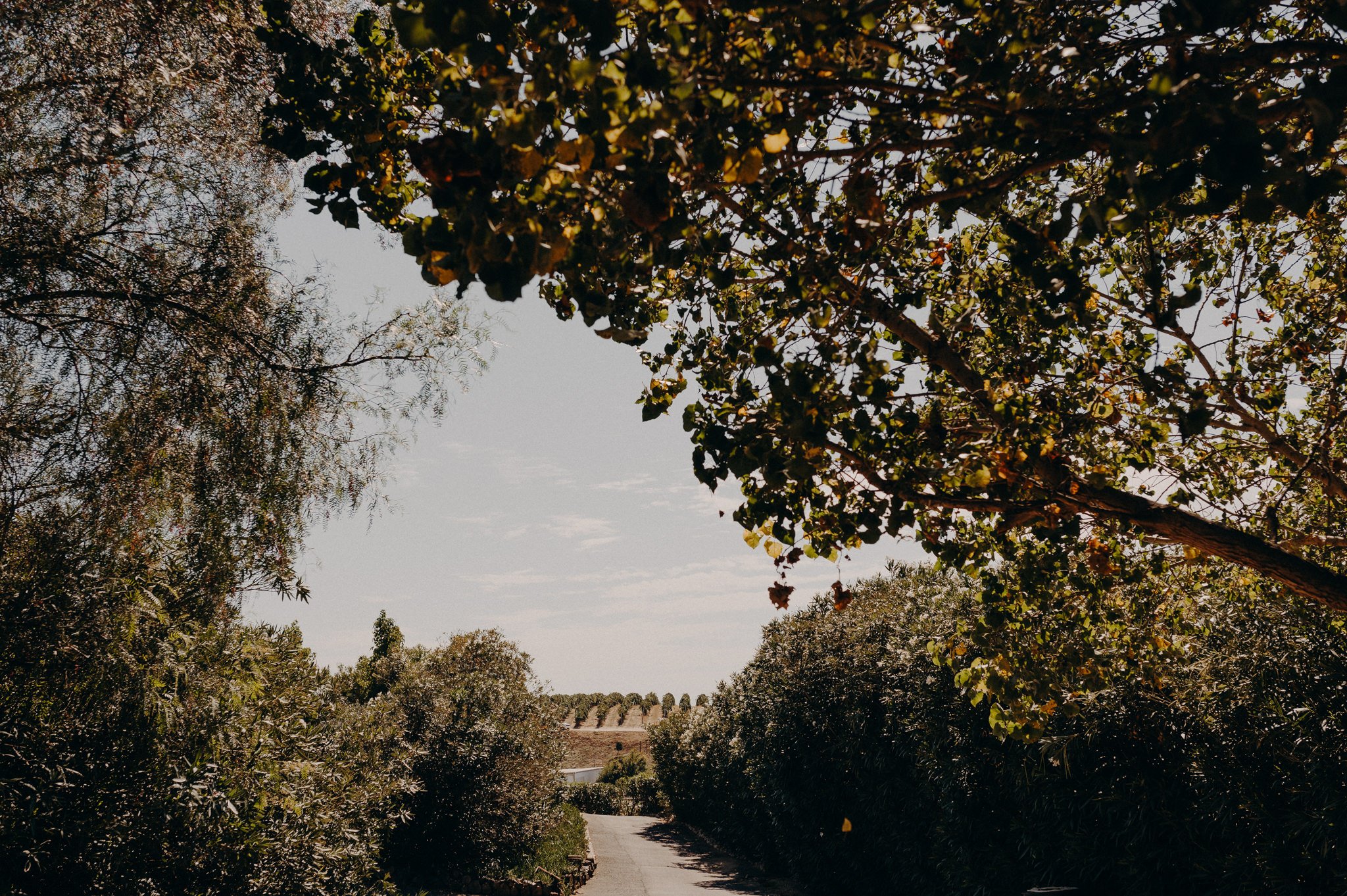 mount palomar winery wedding, temecula - indian sangeet photographer- itlaphoto.com-2.jpg