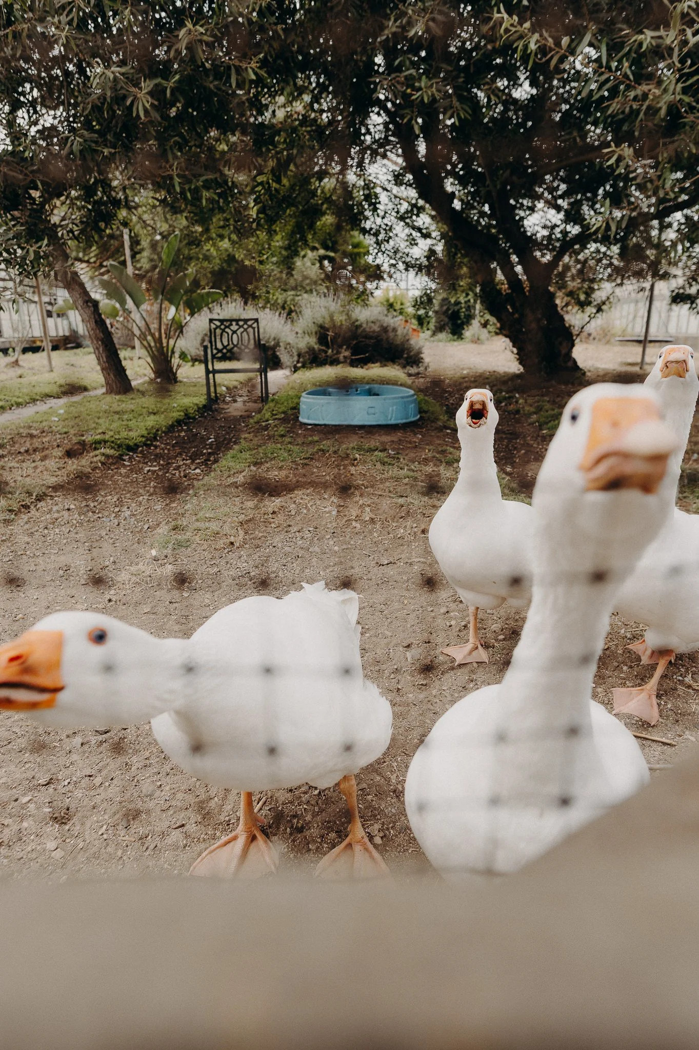 queer los angeles wedding photographers - Dos Pueblos Orchid Farm Wedding - itlaphoto.com-5.jpg