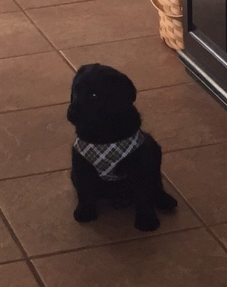 F1 Labradoodle Murphy