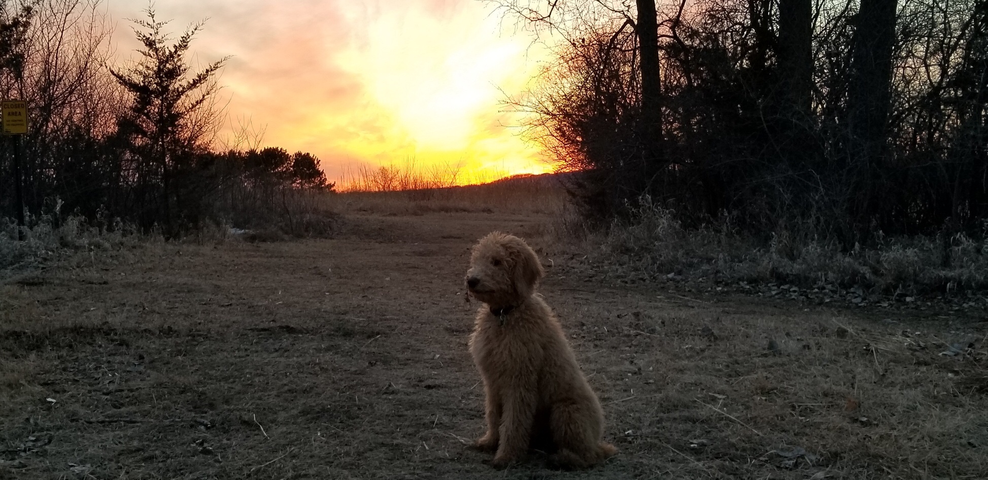 Hi Tom! Just an update on Kuma. (Rooney) He is getting so big! Only 4 1/2 months old and growing every day! 30 lbs! We take him for long walks in the state park. We love our little monster! 😁