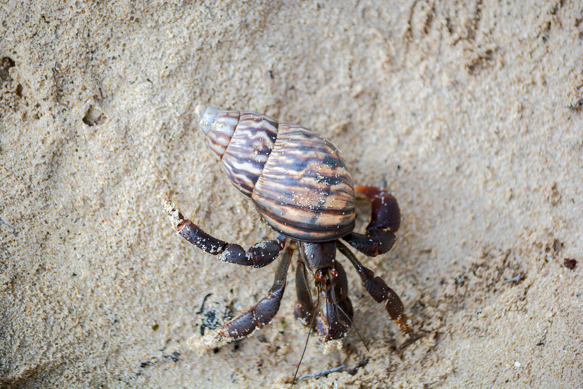 Hermit crab (1 of 1).jpg
