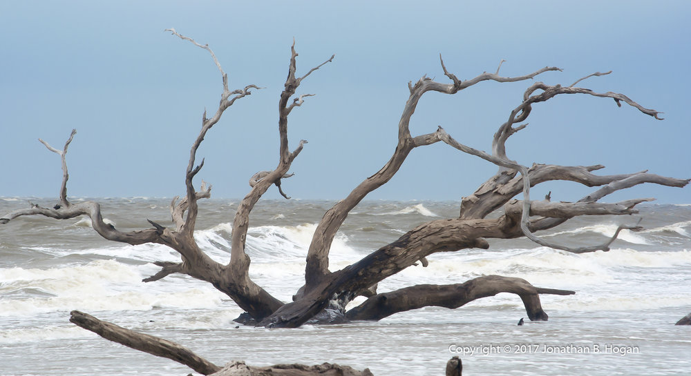 Driftwood Beach-5.jpg