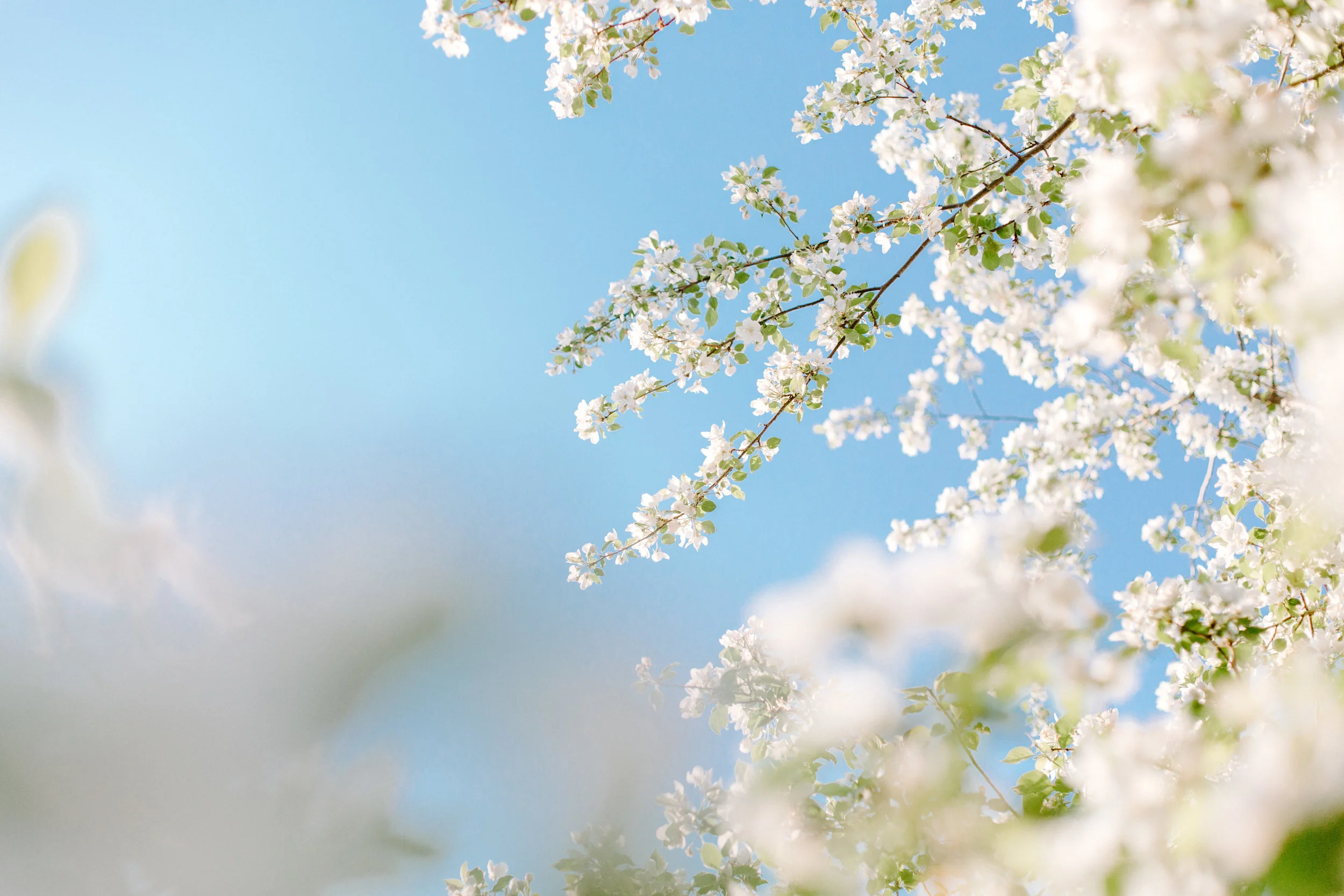 orchard.2139.JPG