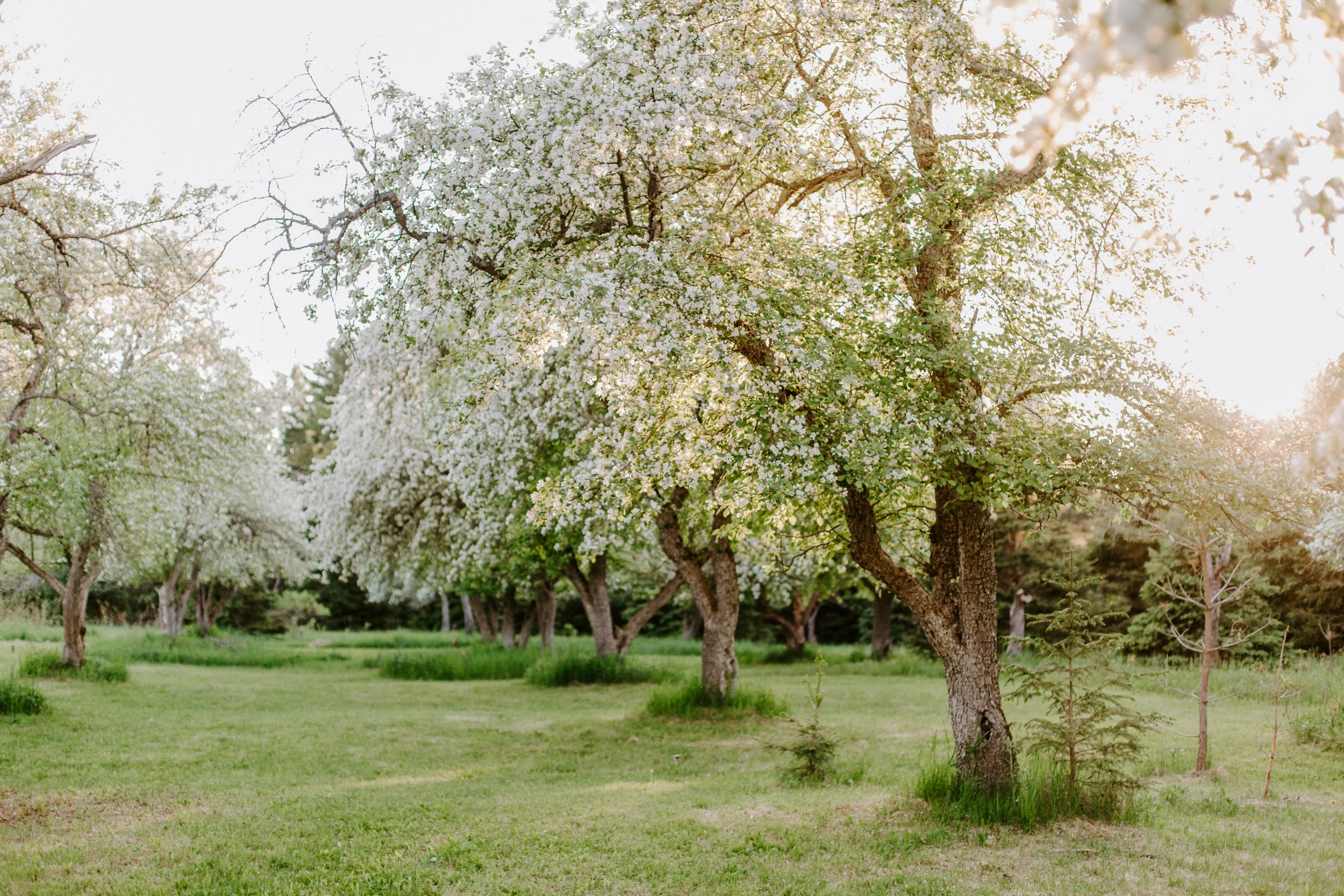 orchard.2148.JPG