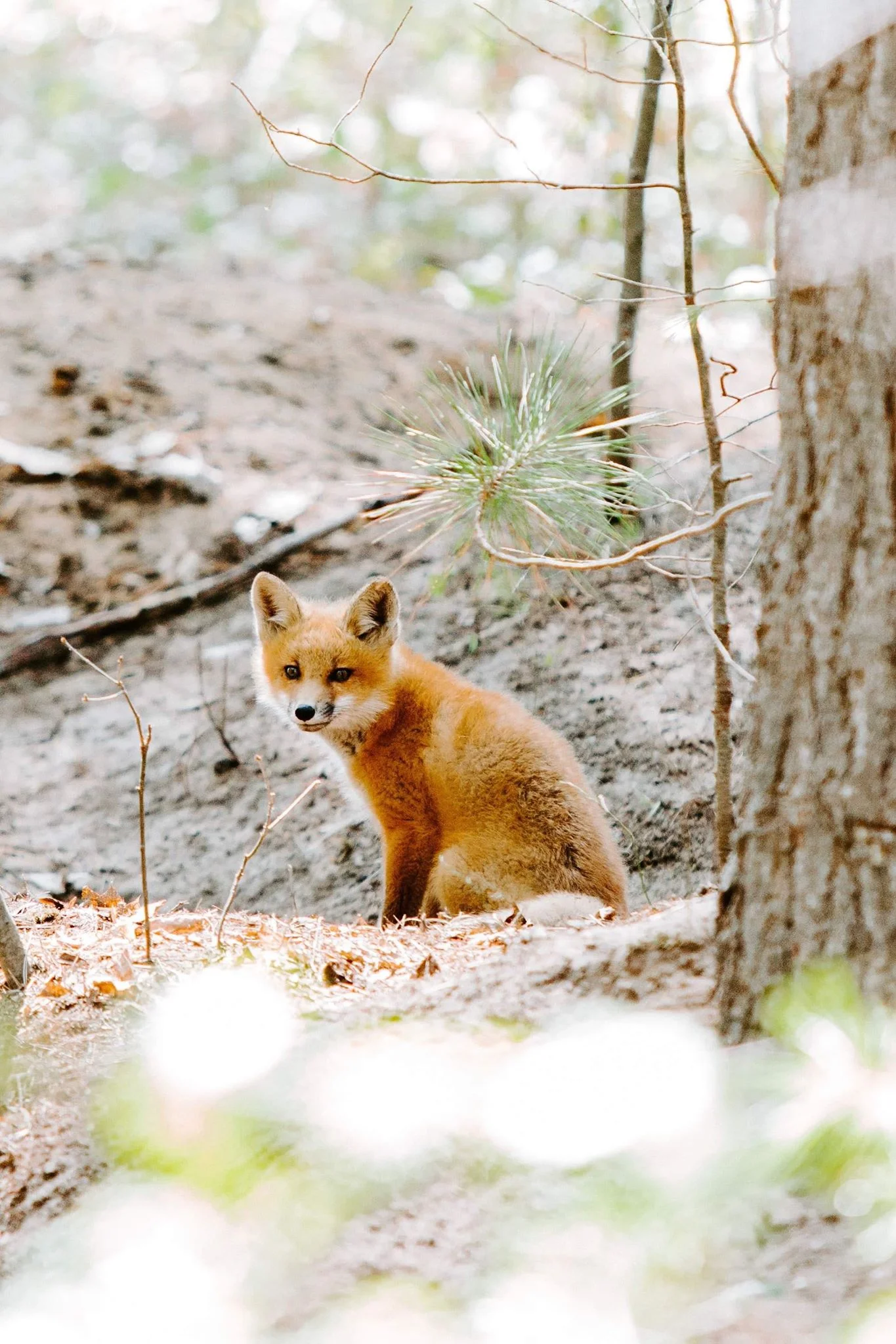 Baby foxes!