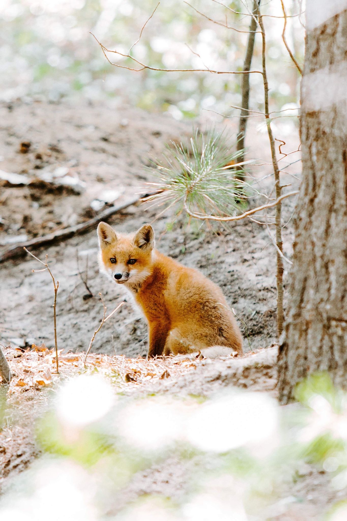 Baby foxes!