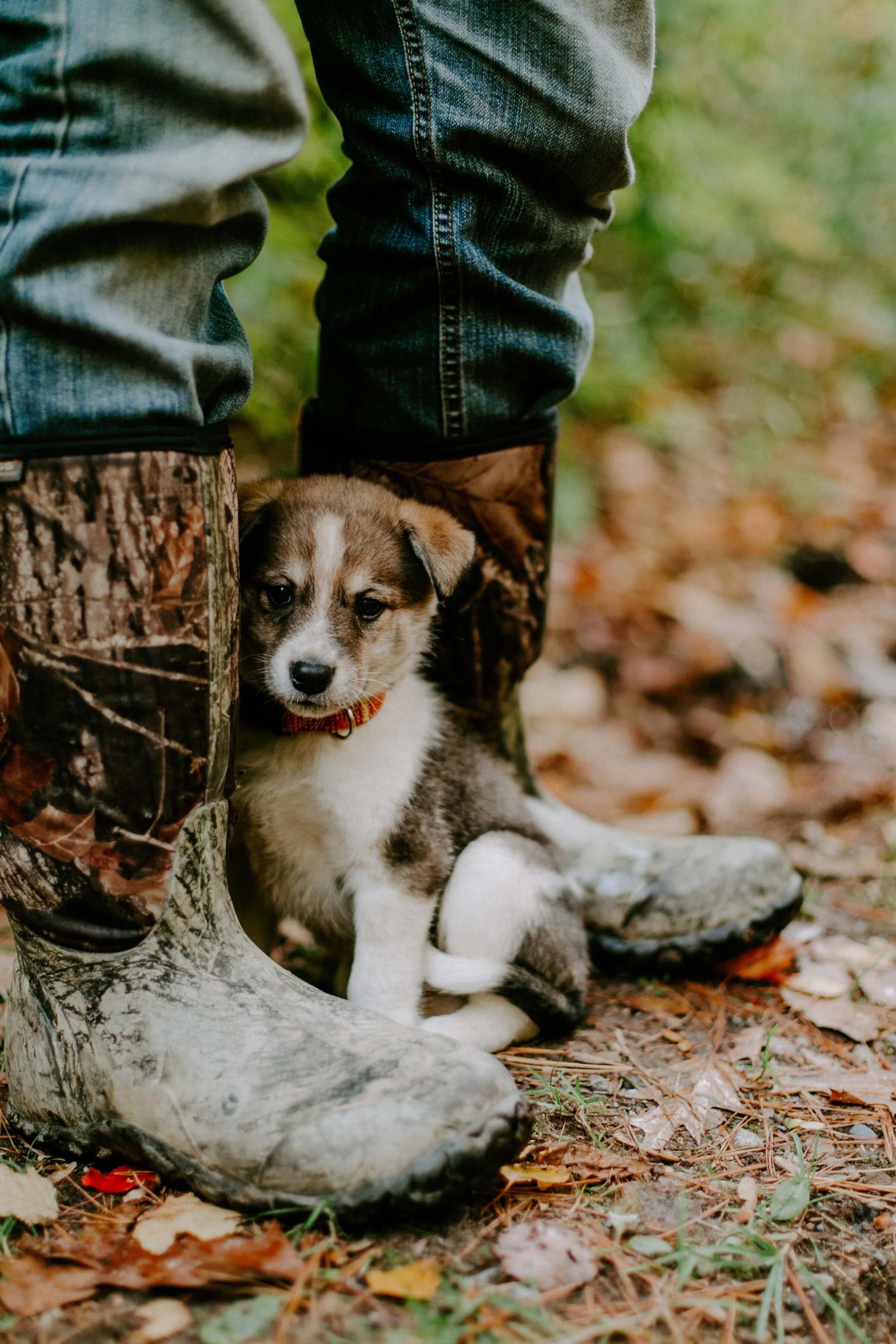  Meet Jeeves! Our newest addition to our little family! He’s our shepsky pup - a cross between a husky and German shepherd. 
