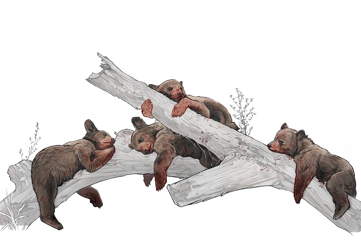 bears.jpg