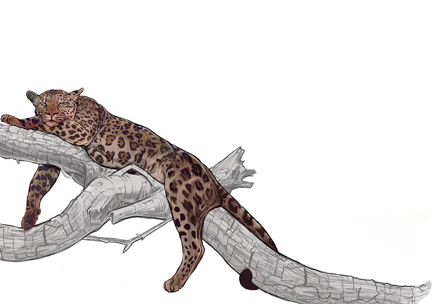 Jaguar.jpg