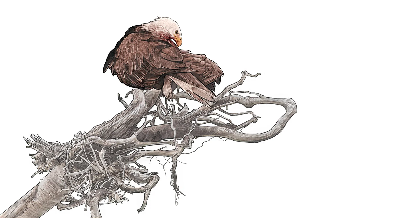 eagle.jpg