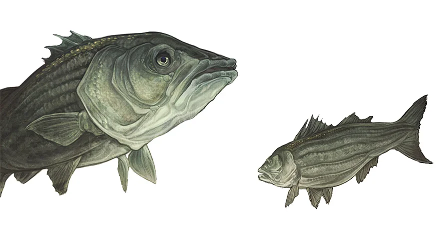 bass.jpg