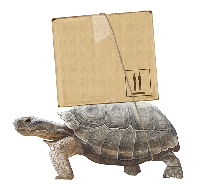 tortoise.jpg