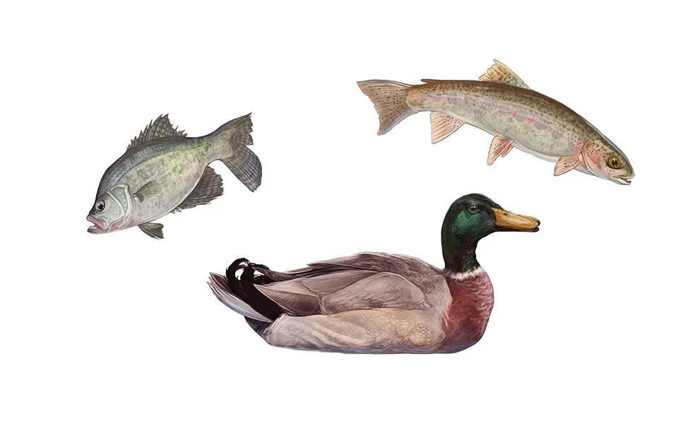 duckfishfinal.jpg