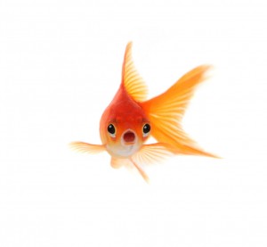 http://blog.triblive.com/thisjustin/wp-content/uploads/sites/23/2013/08/goldfish.jpg