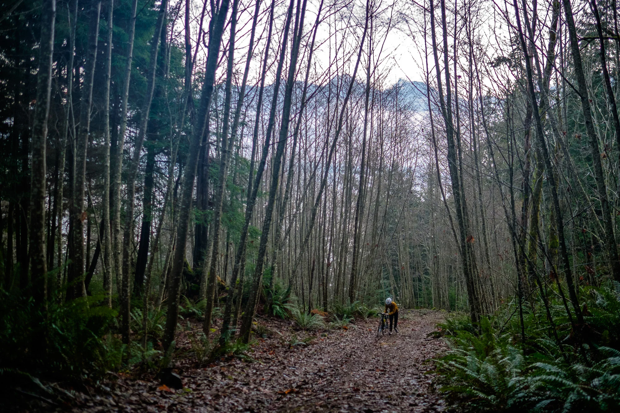 20141224-StefanF-Festive500BowenIsland-_FXT4354.jpg