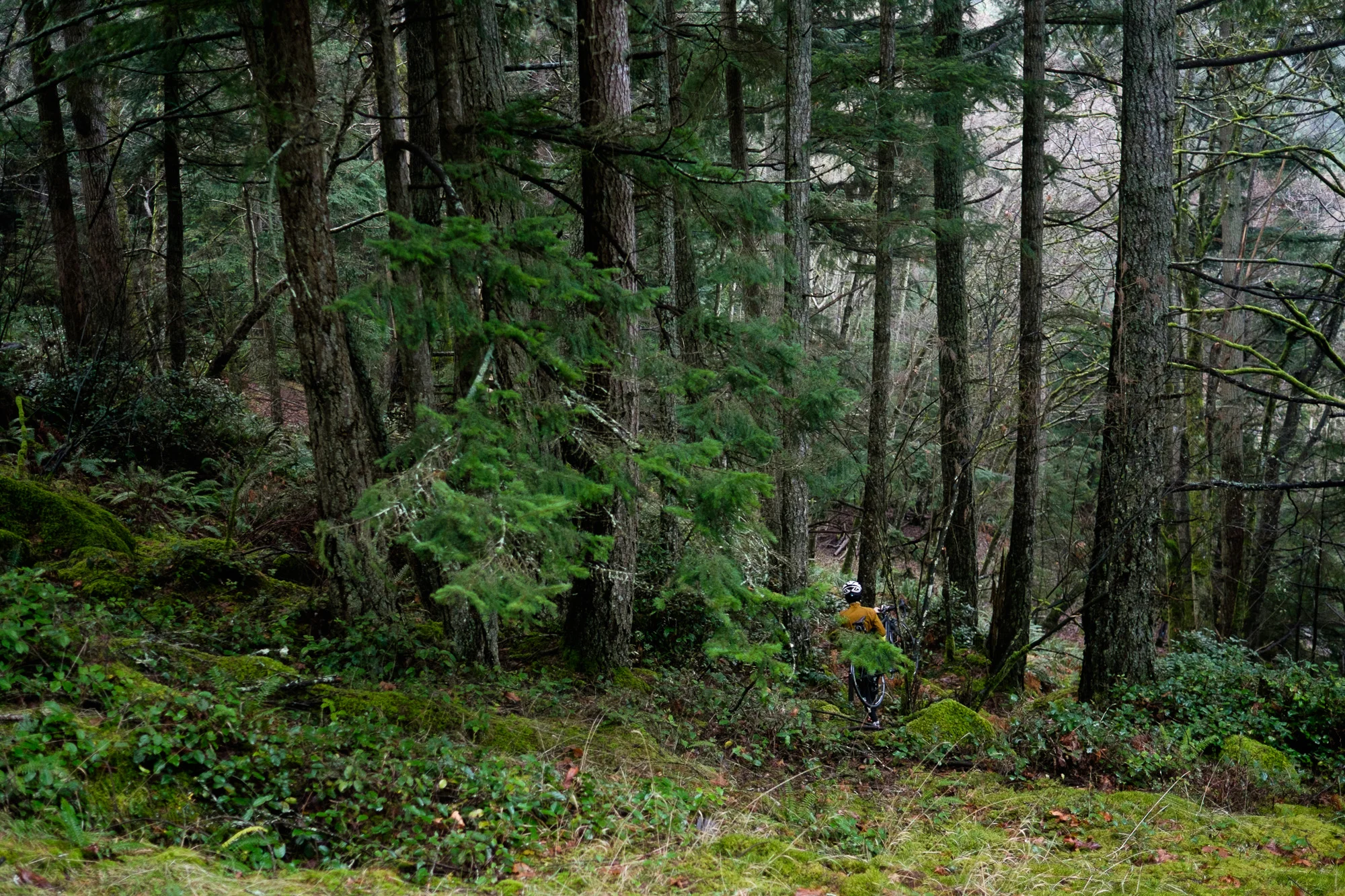 20141224-StefanF-Festive500BowenIsland-_FXT4460.jpg