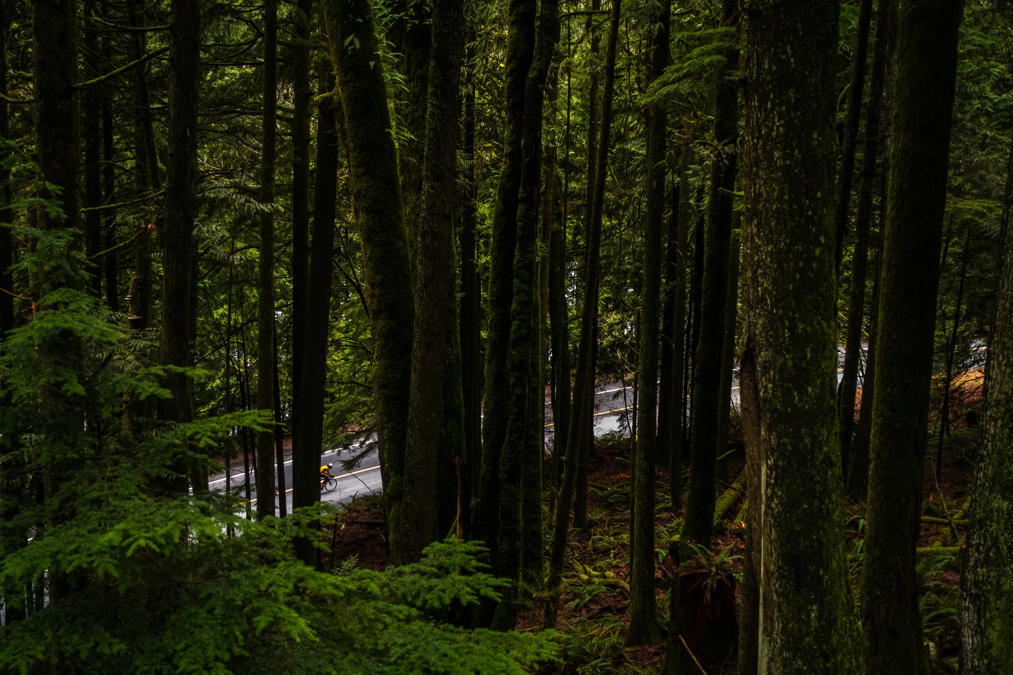 20141226-StefanF-Festive500FraserValley-_DSC7164.jpg