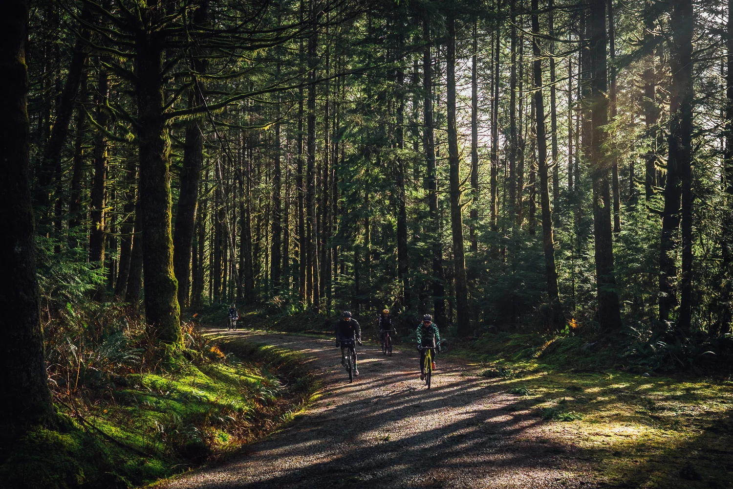 20190202-StefanF-DemoForest-_DSF4303.jpg