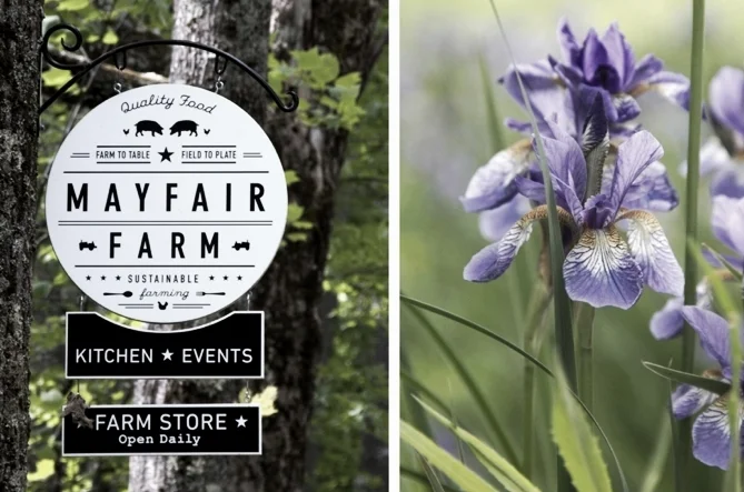 Music at Mayfair Farm