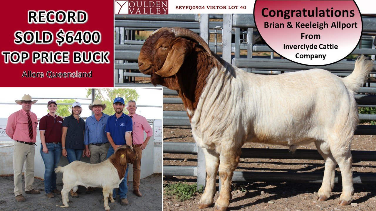 Viktor TOP PRICE BUCK Allora QLD.jpg