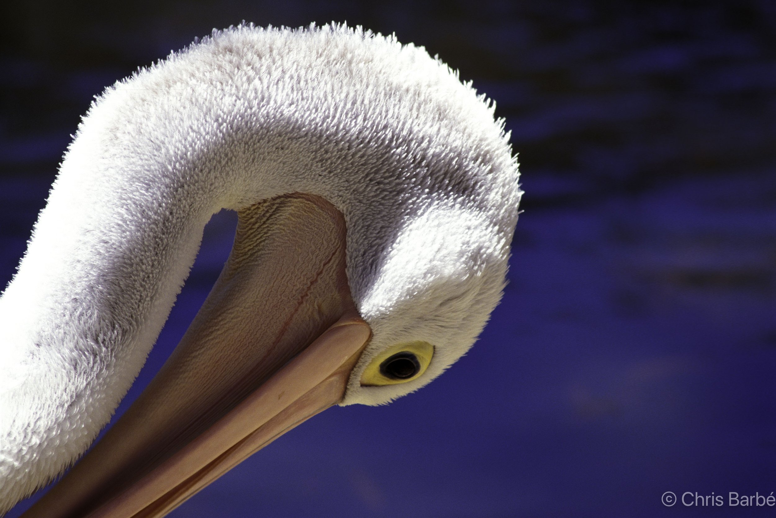 Pelican 4.jpg
