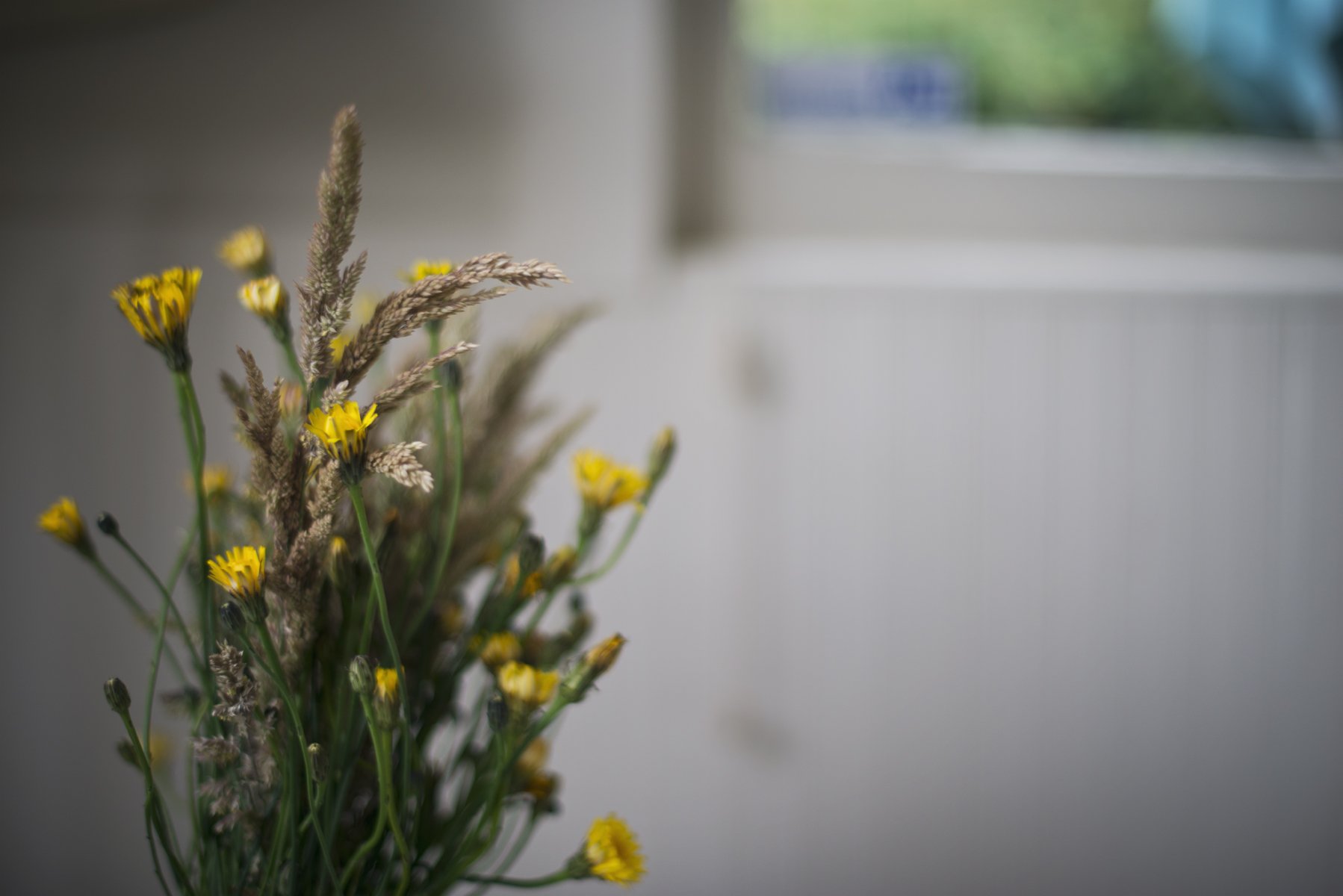 Dandelions after dawn, before coffee.