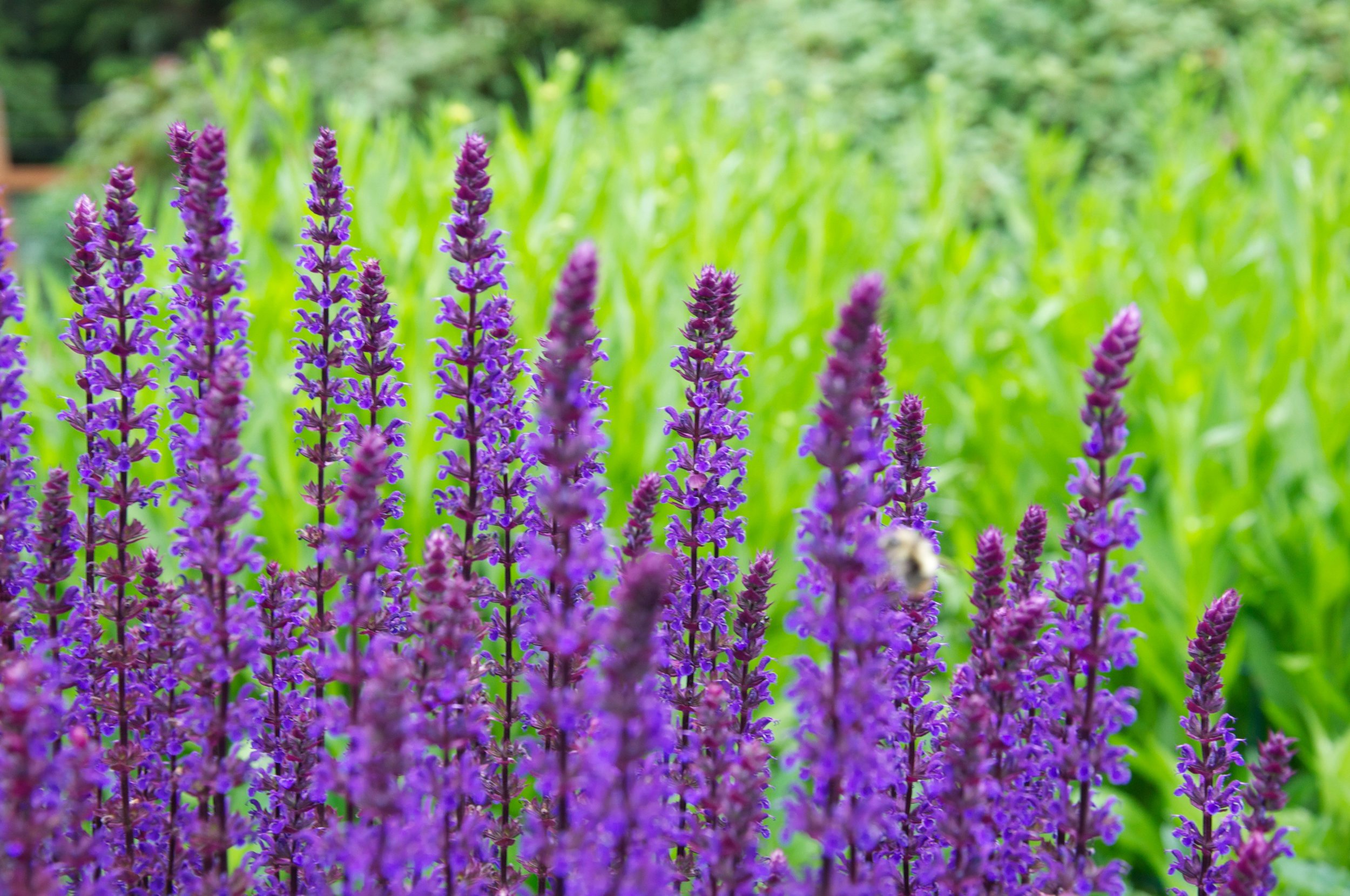 salvia.jpg