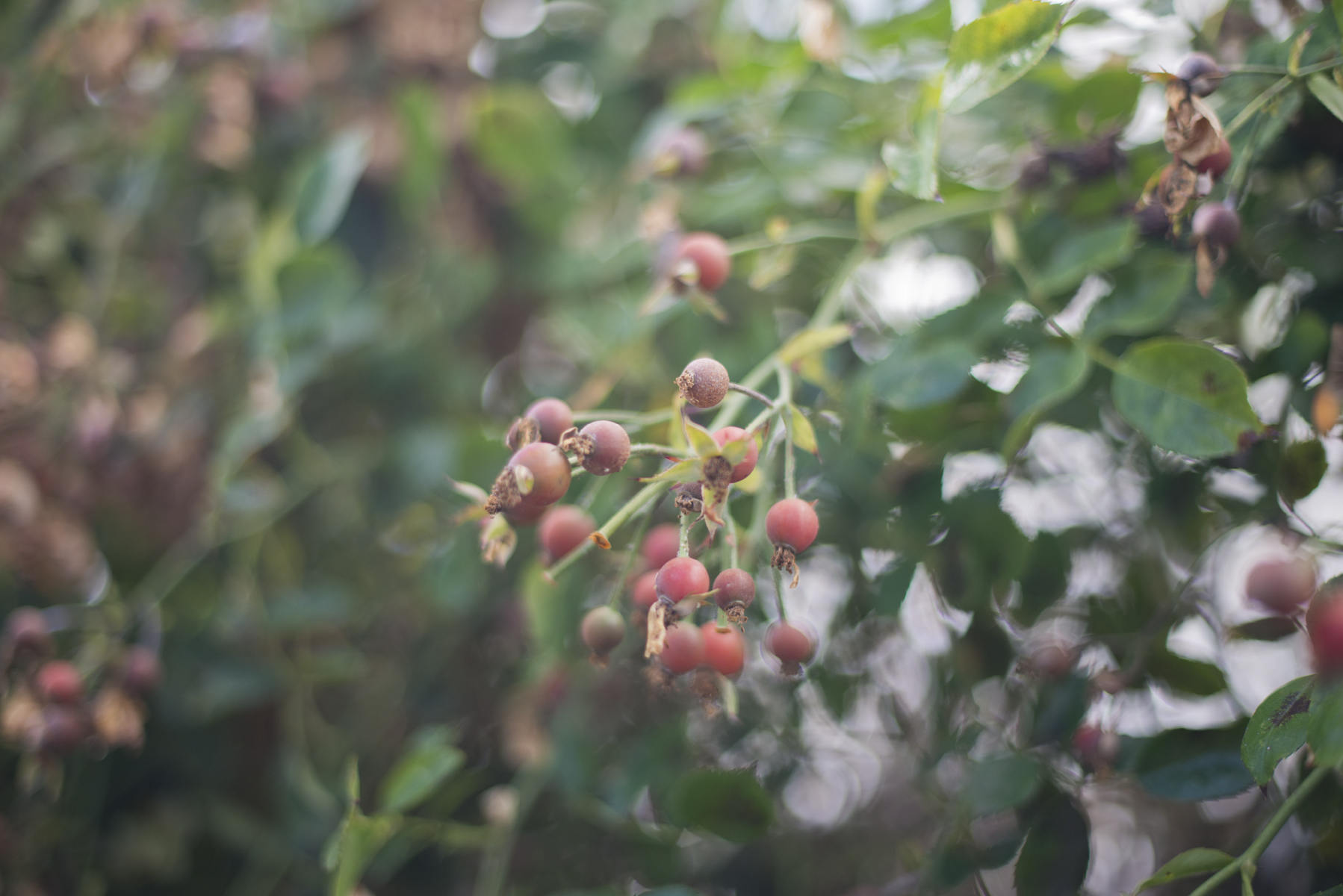 DSC_3760.jpg