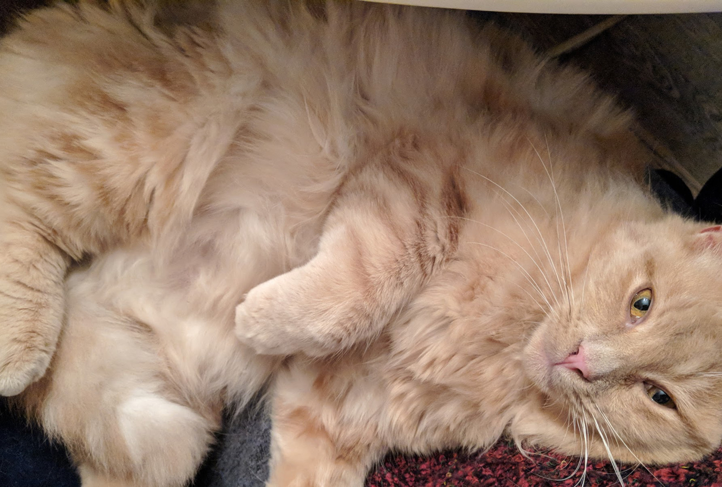 His Highness, photo by Alice Zheng
