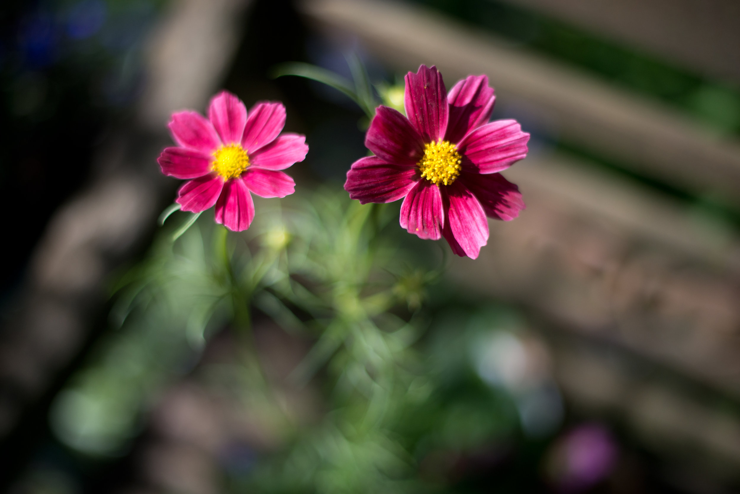 DSC_1039.jpg