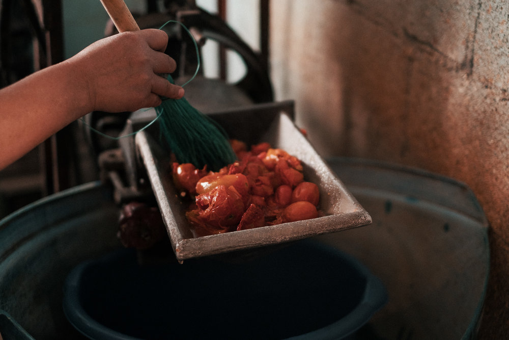  Pureeing the tomatoes in the mill. 