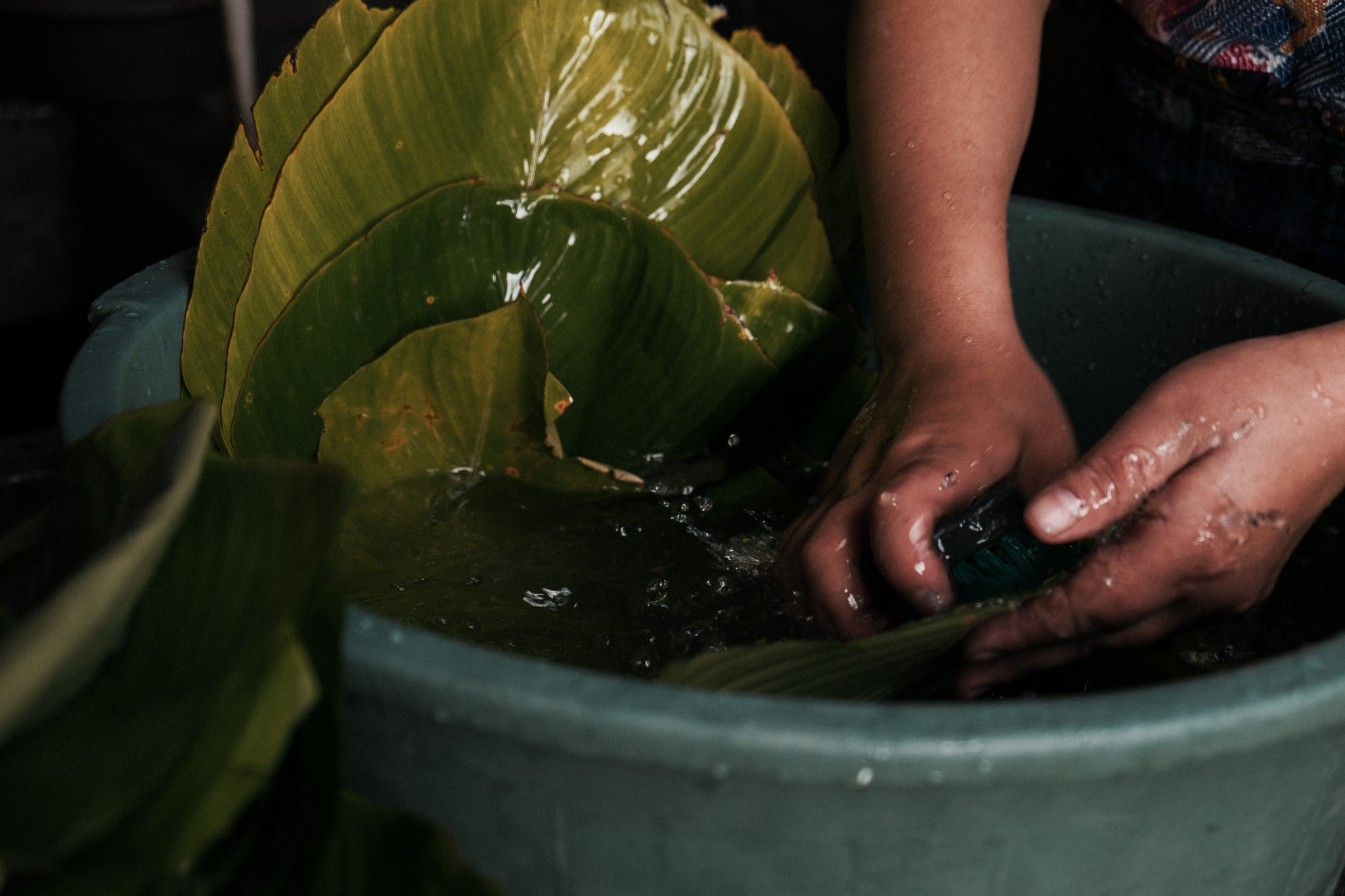  Washing the maxán leaf for the tamalitos de chipilín. 