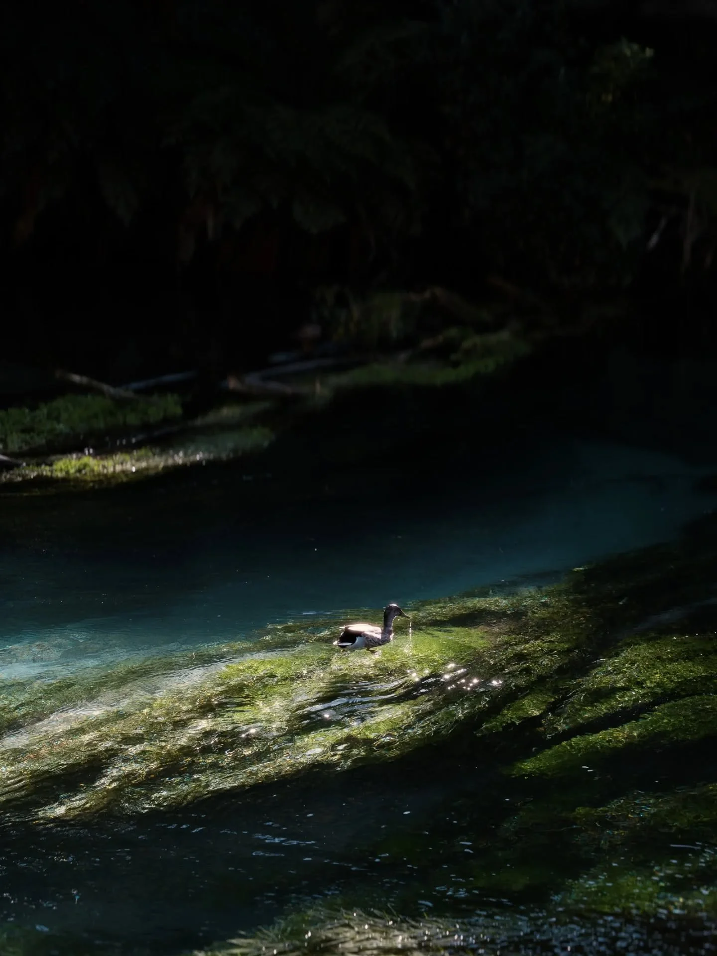 Putāruru blue springs